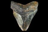 Bargain, Fossil Megalodon Tooth - North Carolina #91673-1